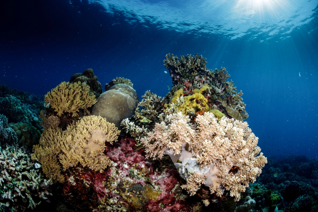 The heart of the underwater world